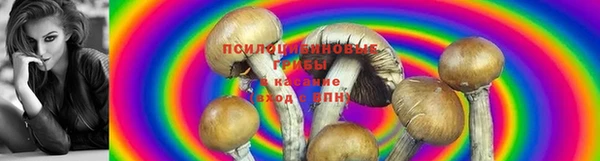 индика Белоозёрский