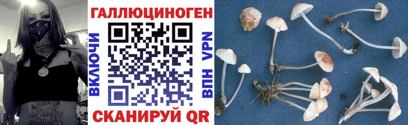 где продают   мега tor  Галлюциногенные грибы Psilocybe  Кубинка 